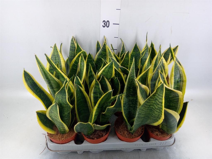 <h4>Sansevieria trifa. 'Futura Superba'</h4>