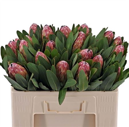 <h4>Protea Susara</h4>
