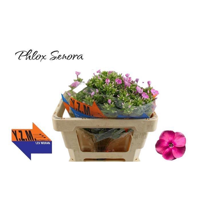 <h4>PHLOX P SENORA</h4>
