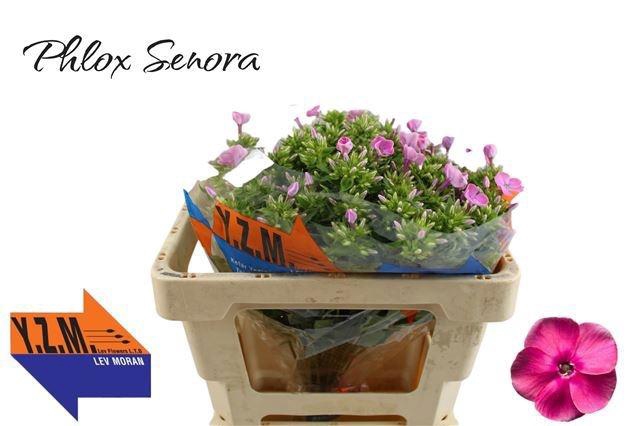 <h4>PHLOX P SENORA</h4>