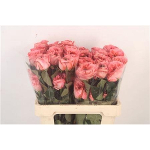 R Gr Ec Mandarin X-pression