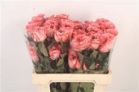 <h4>R Gr Ec Mandarin X-pression</h4>