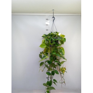 Epipremnum pinn. 'Aureum'  HG