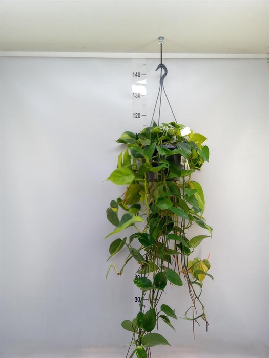 <h4>Epipremnum pinn. 'Aureum'  HG</h4>