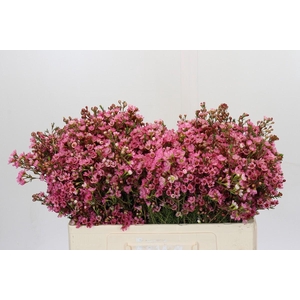 Chamelaucium Sarah's Delight