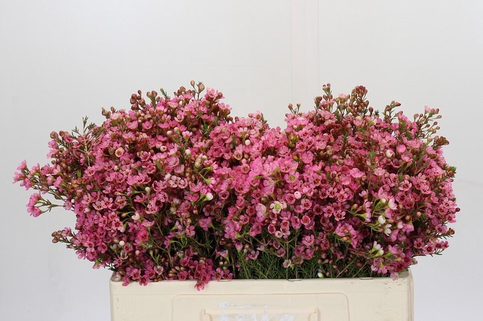 <h4>Chamelaucium Sarah's Delight</h4>