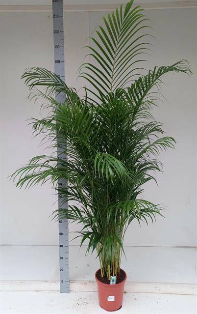 <h4>DYPSIS LUTESCENS</h4>