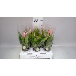 Anthurium andr. 'Lilli'