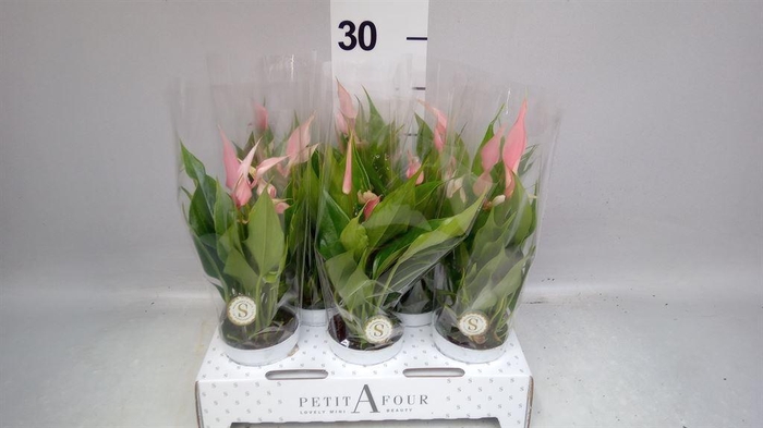 <h4>Anthurium andr. 'Lilli'</h4>