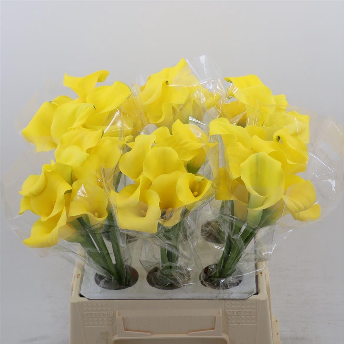 <h4>Calla Tusker</h4>