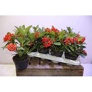 arr8 Skim Ja Oberries Red