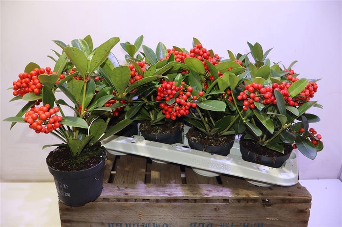 <h4>arr8 Skim Ja Oberries Red</h4>