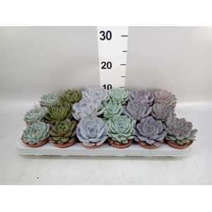 Echeveria   ...mix