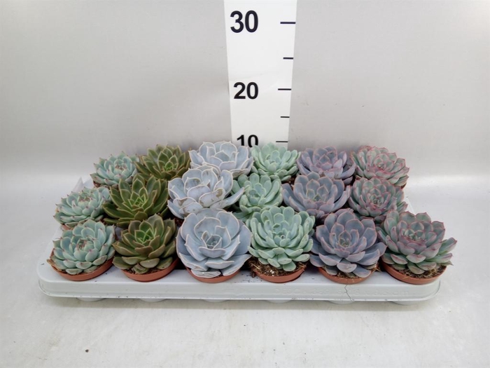 <h4>Echeveria ...mix</h4>