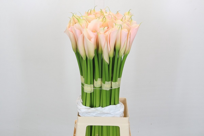 <h4>Zantedeschia Eydolls Salmon</h4>