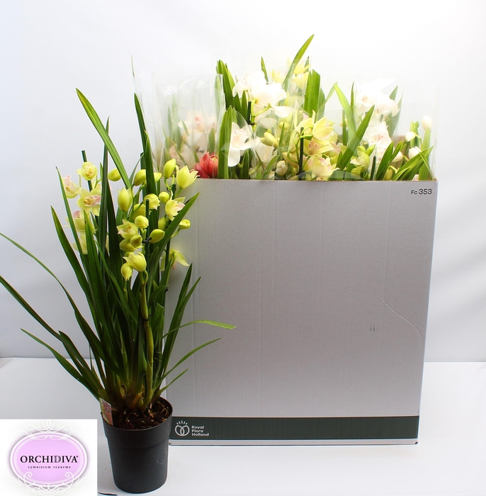 <h4>CYMB GEMENGD</h4>