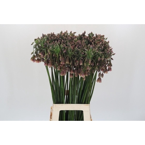 Allium Nectaroscordum Siculum