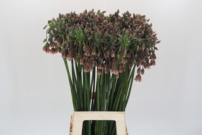 <h4>Allium Nectaroscordum Siculum</h4>