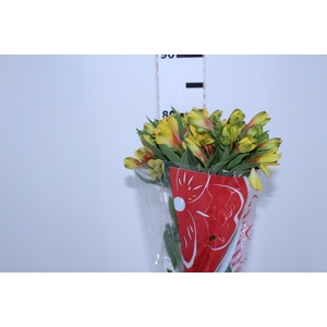ALSTROEMERIA CARIBBEAN 080 CM