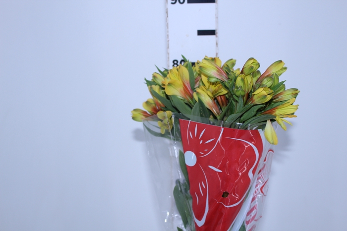 ALSTROEMERIA CARIBBEAN 080 CM