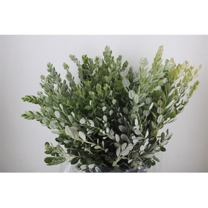 Pittosp Ralphi Leaves 400gr P Bunch