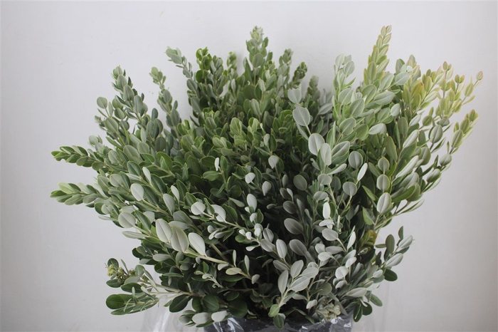<h4>Pittosp Ralphi Leaves 400gr P Bunch</h4>