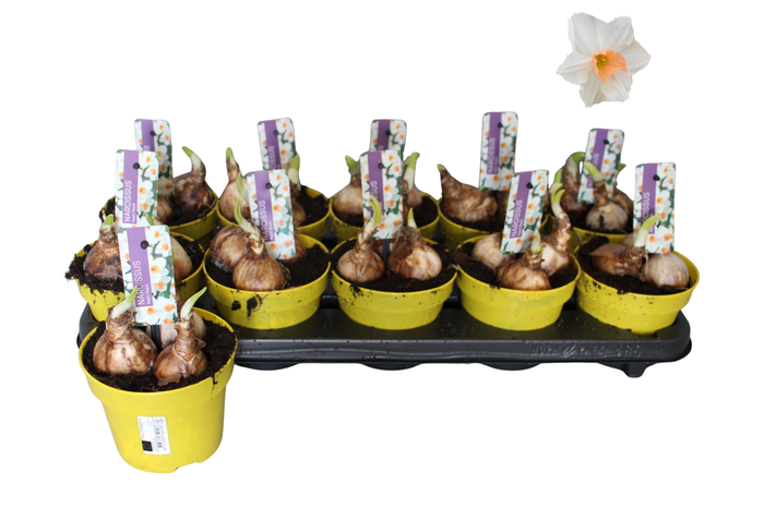 <h4>Bol op pot Narcis 12cm Kapiti Peach</h4>