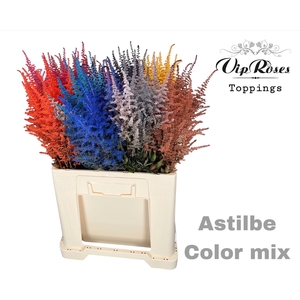 ASTILBE MIX