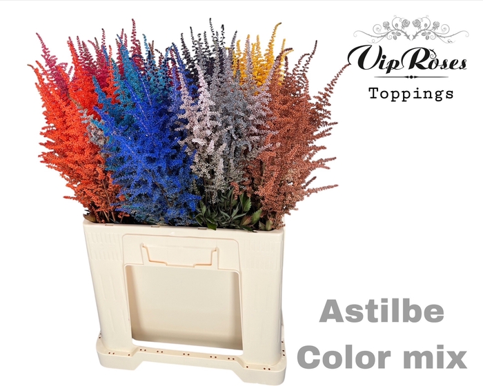 <h4>ASTILBE MIX</h4>