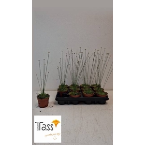 SYNGONANTHUS MIKADO
