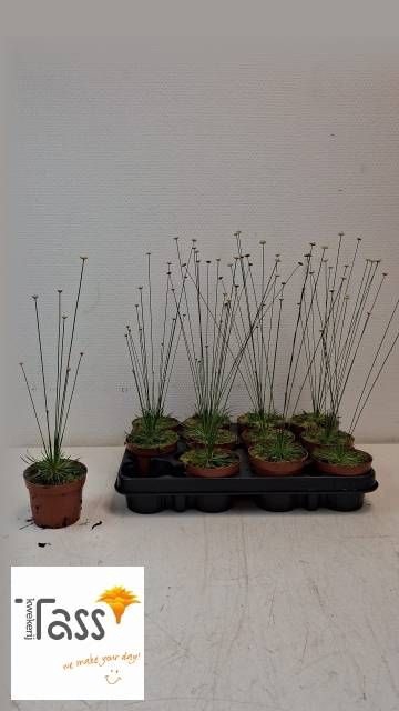 <h4>SYNGONANTHUS MIKADO</h4>
