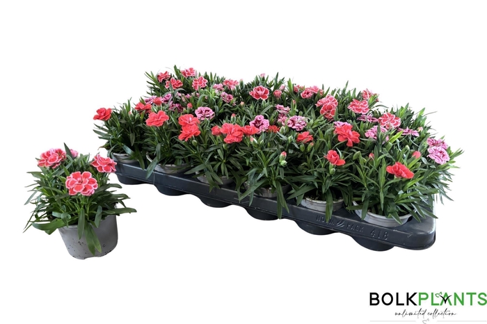 <h4>DIAN OSC GEM</h4>