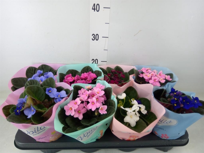 <h4>Saintpaulia   ...mix</h4>