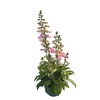 Digitalis Pink Panther