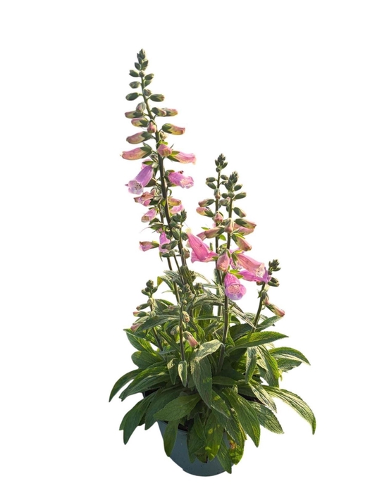 Digitalis Pink Panther