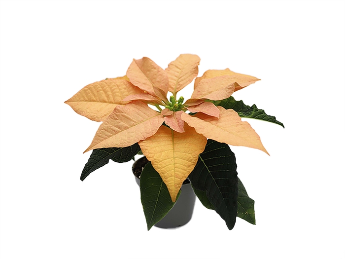 <h4>EUPHORBIA PULCHERRIMA  MINI P6</h4>