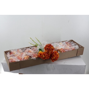 Hydr Fuego select Box