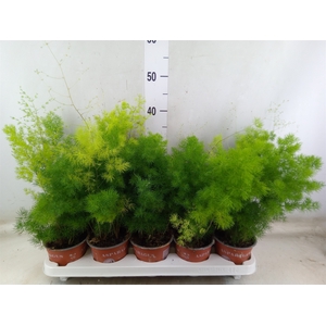 Asparagus dens. 'Sprengeri'