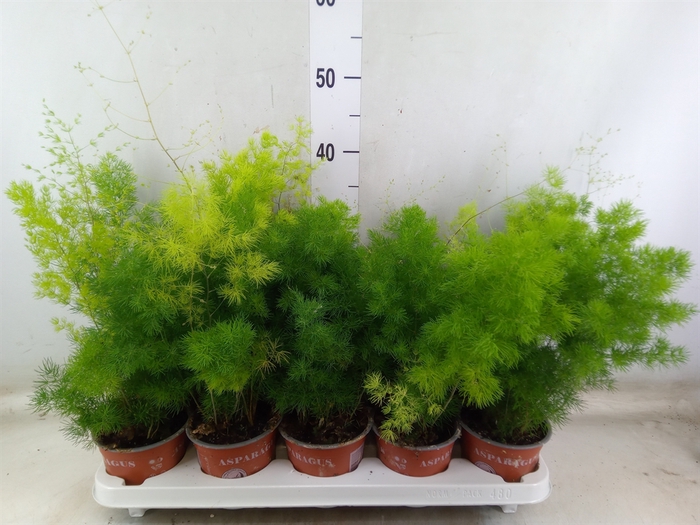 <h4>Asparagus dens. 'Sprengeri'</h4>