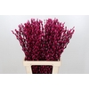 Salix Caprea Snow Flake P. Cerise