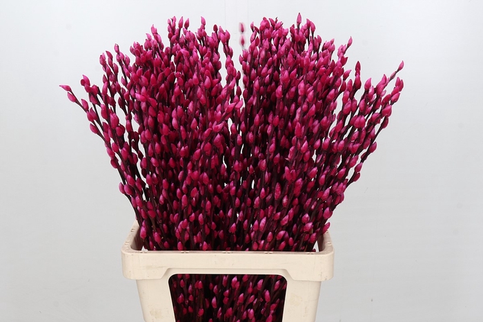 Salix Caprea Snow Flake P. Cerise