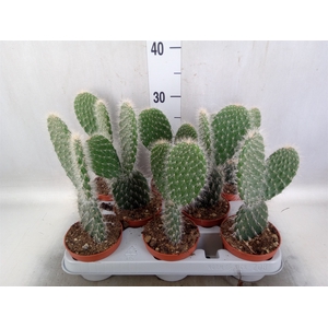 Opuntia