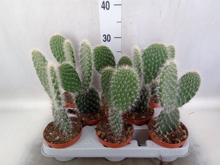 <h4>Opuntia</h4>