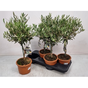OLEA EUROPAEA