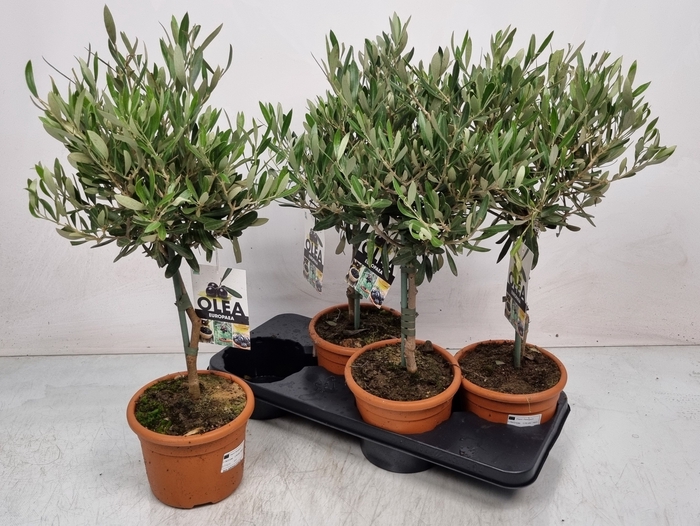 <h4>OLEA EUROPAEA</h4>