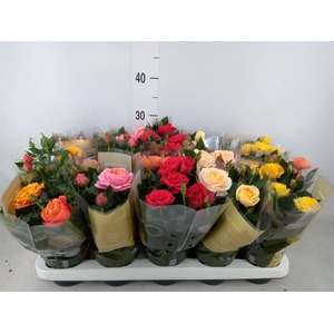 Rosa  'Kordana Grande'   ...mix