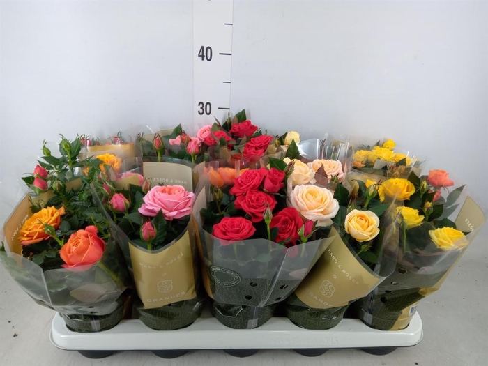 <h4>Rosa  'Kordana Grande'   ...mix</h4>