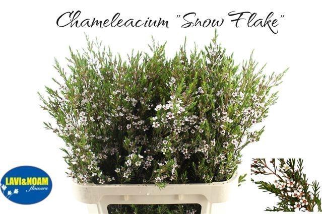 <h4>CHAME UN SNOW FLAKE</h4>