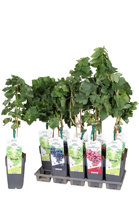 <h4>VITIS VINIFERA</h4>