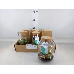 Arr.   Planten L%